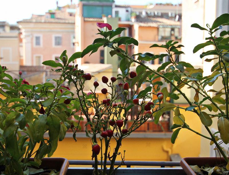 Gæstehus Magenta Campo Dei Fiori Rom